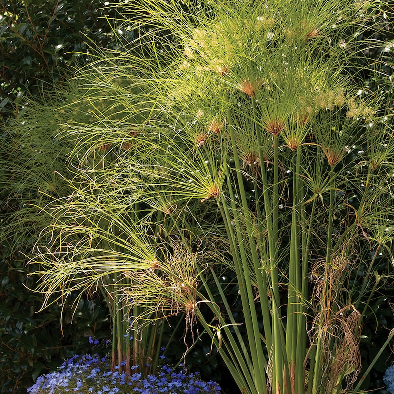 Cyperus papyrus Privacy Patio Containers 8ft/Egyptian Paper Reed/Bulrush/Vigorous Tropical Plant/Decorative/Perennial/Birds Love It/10 graines image 1