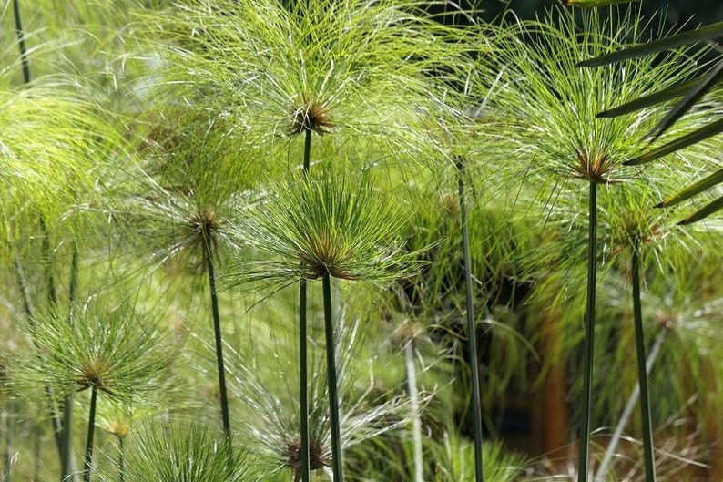 Cyperus papyrus Privacy Patio Containers 8ft/Egyptian Paper Reed/Bulrush/Vigorous Tropical Plant/Decorative/Perennial/Birds Love It/10 seed image 4