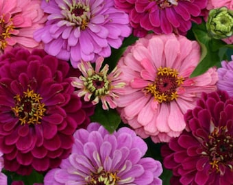 Zinnia Art Deco Mix / Pink/Lavender/Red/Royal Purple/Elegant 5" Flowers/3' T/Wedding/Kids Garden/Memory Garden/Annual/ Cut Flower/ 25 Seeds
