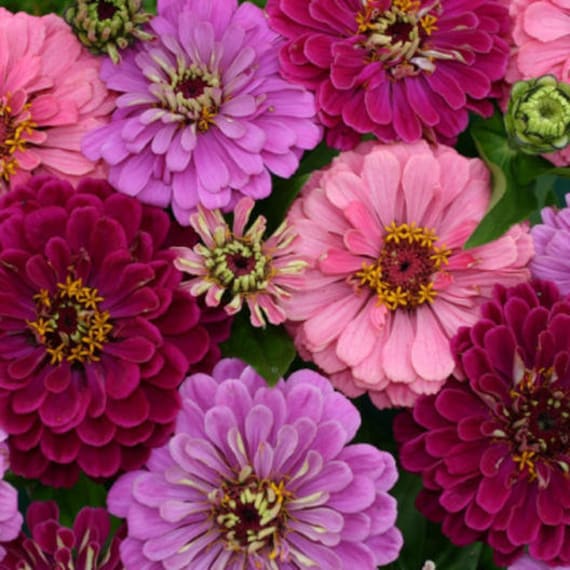 Zinnia Art Deco Mix / Pink/lavender/red/royal Purple/elegant 5