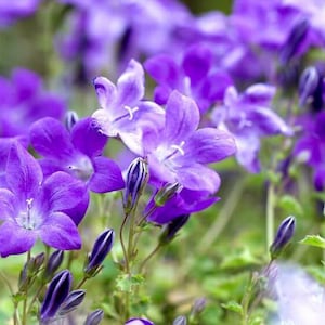 Campanula Portenschlagiana Dalmation Bellflower/Light Blue-Deep Lavender Flowers/Trailing Over Walls/Rock Garden/Steeping Stones/ 10 seed image 2