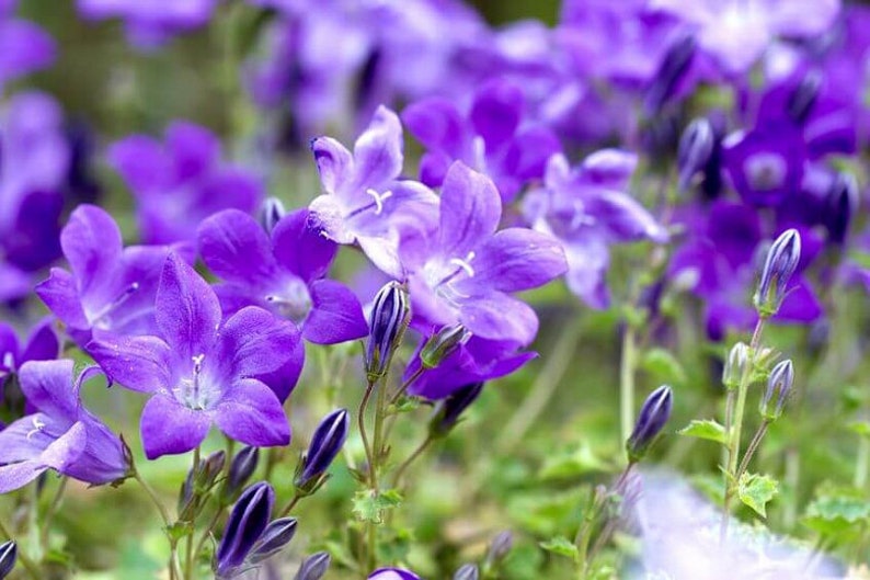 Campanula Portenschlagiana Dalmation Bellflower/Light Blue-Deep Lavender Flowers/Trailing Over Walls/Rock Garden/Steeping Stones/ 10 seed image 2