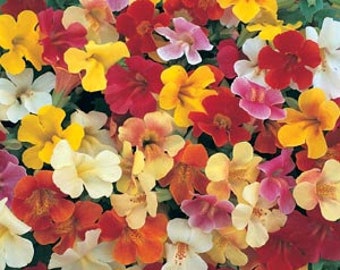 Mimulus Magic Mix:  Breathtaking, Compact/Spreading Habit, Hanging Basket Attractive (25 Seeds)