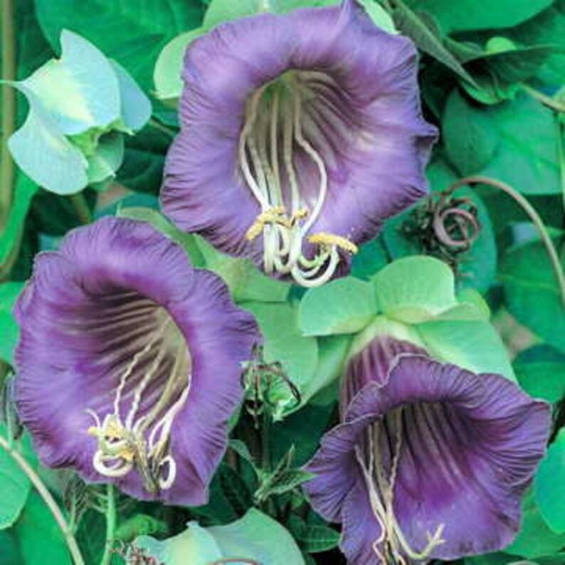 Cobaea scandens Cup and Saucer Vine/Purple/White 20' 25' Tall, Vigorous Showy Climber Many Large Flowers, Honey Fragrance,/10 seeds image 2