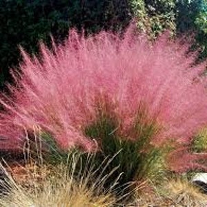 Muhlenbergia capillaris, Pink Muhly Grass, Gulf Muhly, Late Season Gorgeous  Color, Drought Resistant, Perennial, 20+ seed