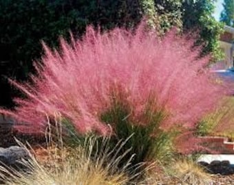 Muhlenbergia capillaris, Pink Muhly Grass, Gulf Muhly, Late Season Gorgeous  Color, Drought Resistant, Perennial, 20+ seed