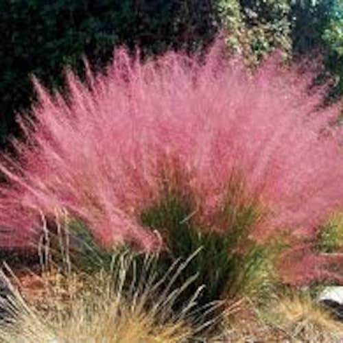 Muhlenbergia Capillaris, Pink Muhly Grass, Gulf Muhly, Late Season