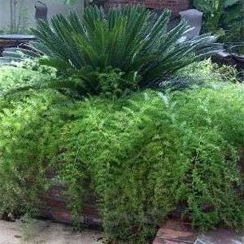 Asparagus sprengeri compacto Perennial 10 seed Etsy