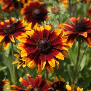 Rudbeckia Chocolate Orange/Black-eyed Susan/Gloriosa Daisy/4-5 Beautiful Chocolate Blooms With Orange Tips/Perennial/24-30 T/10 seed image 2