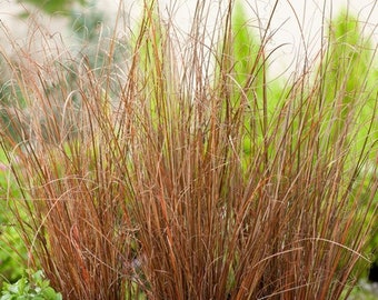 Ornamental Grass:  Carex Red Rooster - Crows like a rooster (10 Seeds)