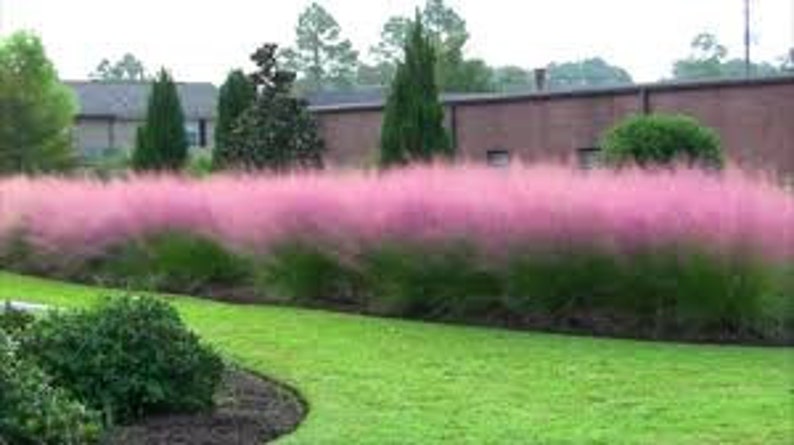 Herbes Aux épis Roses Muhlenbergia Capillaris www.etsy.com
