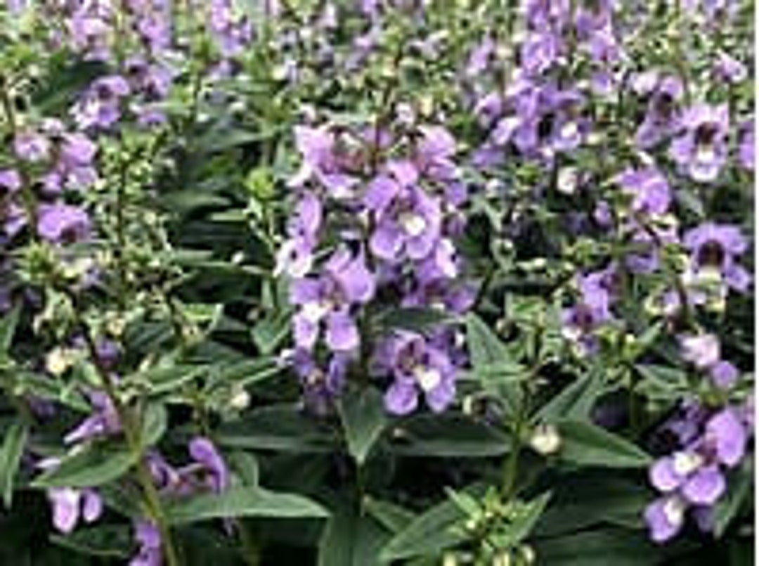 Angelonia Serenity Blue Vibrant Garden Flower 10 Seeds Etsy