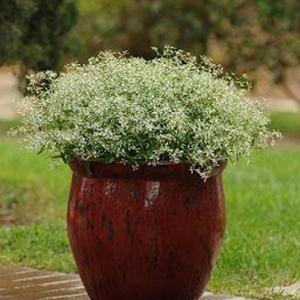 Euphorbia Glitz: Great Container Plant, Easy to Grow, Pillows of White Blooms (10 Seeds)