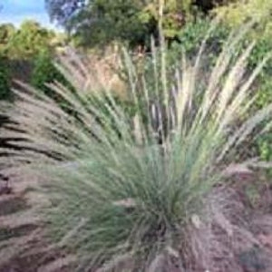 Ornamental Grass:  Mulenbergia Lindheimeri Blue-Purple Hues (10 Seeds)
