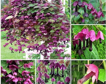 Purple Bell Vine Seed/10' Tall Climber/Privacy/Rhodochiton atrosanguineum/Hanging Basket/Perennial/Fall Planting/10 seed