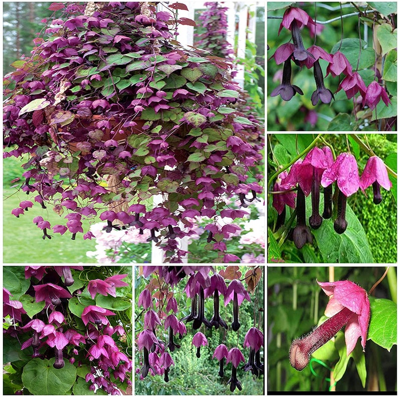 Purple Bell Vine Seed/10' Tall Climber/Privacy/Rhodochiton atrosanguineum/Hanging Basket/Perennial/Fall Planting/10 seed image 1