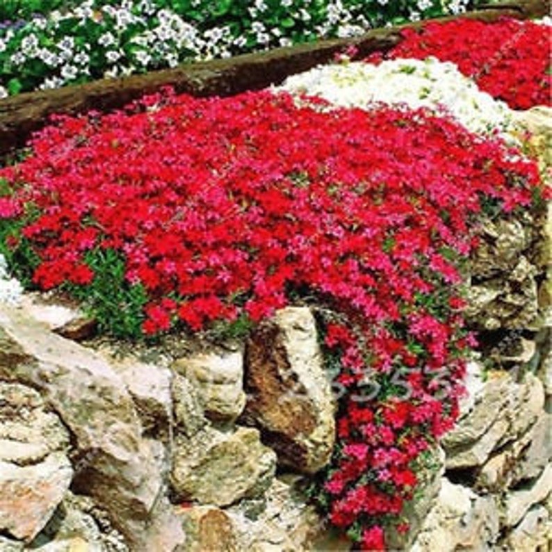 Aubrieta Cascade Red-Trailing habit for Hanging Baskets-8 Mound Extra Large Flowers 25 seed image 1