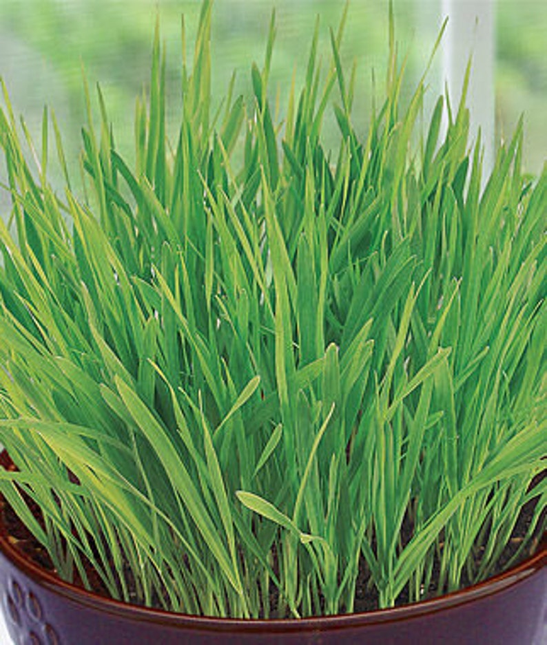 Cat Grass Nutritionist Tasty Treat/removes Furballs/pretty Fur/satisfies Craving for Grass