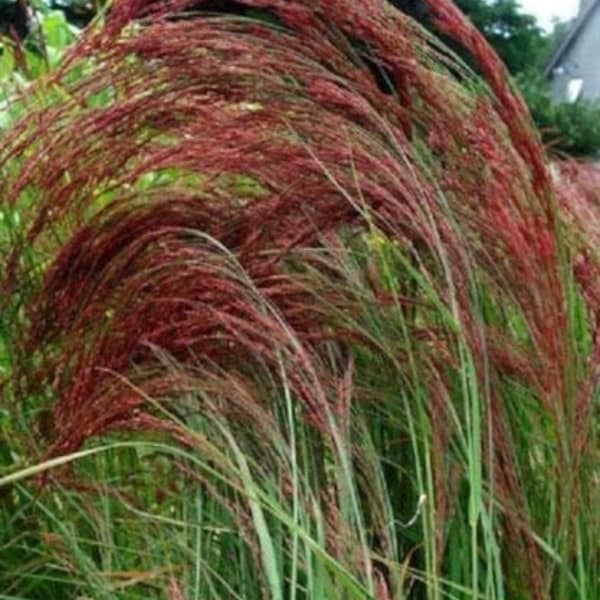 Eragrostis Ruby Silk Ornamental Grass, Love Grass, Professional Grower, Perennial, Greenhouse,SHAKERS NC, 20 seed