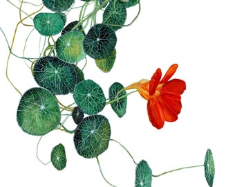 Unframed Red Floral Flower Watercolor Fine Art Print Nasturtium Garden Illustration Design Red Orange Green Print