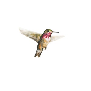Calliope Hummingbird Watercolor Art Print: Minimalist Bird Wall Decor