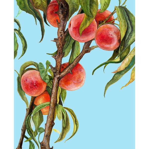 Peach Background Etsy