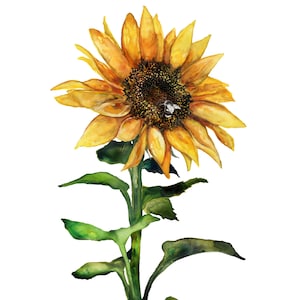 Aquarel Zonnebloem Schilderij, Plant Illustratie, Bee art, Yellow Home Decor, Unframed, Fine Art Print, Kansas State Flower