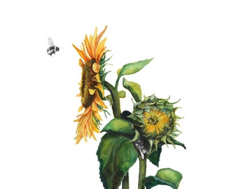 Aquarell Illustration Print, Sonnenblumen Malerei mit Knospe, Pflanzen Illustration, Gelbes Wohndekor, ungerahmt, Fine Art Print