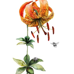Tiger Lily & Bumble Bees – Watercolor and Graphite Botanical Art Print