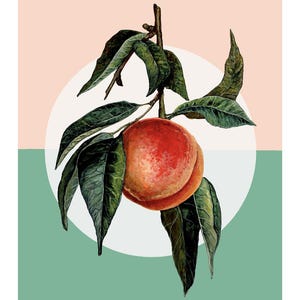 Watercolor painting Peach with retro background, peach fruit, nature illustration, plant painting, modern home decor, Woman owned business