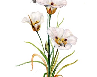 Sego Lilie Aquarell Druck: Utah State Flower, Biene Art