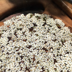 Esencia de flor de milenrama
