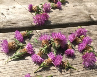 Knapweed Flower Essence