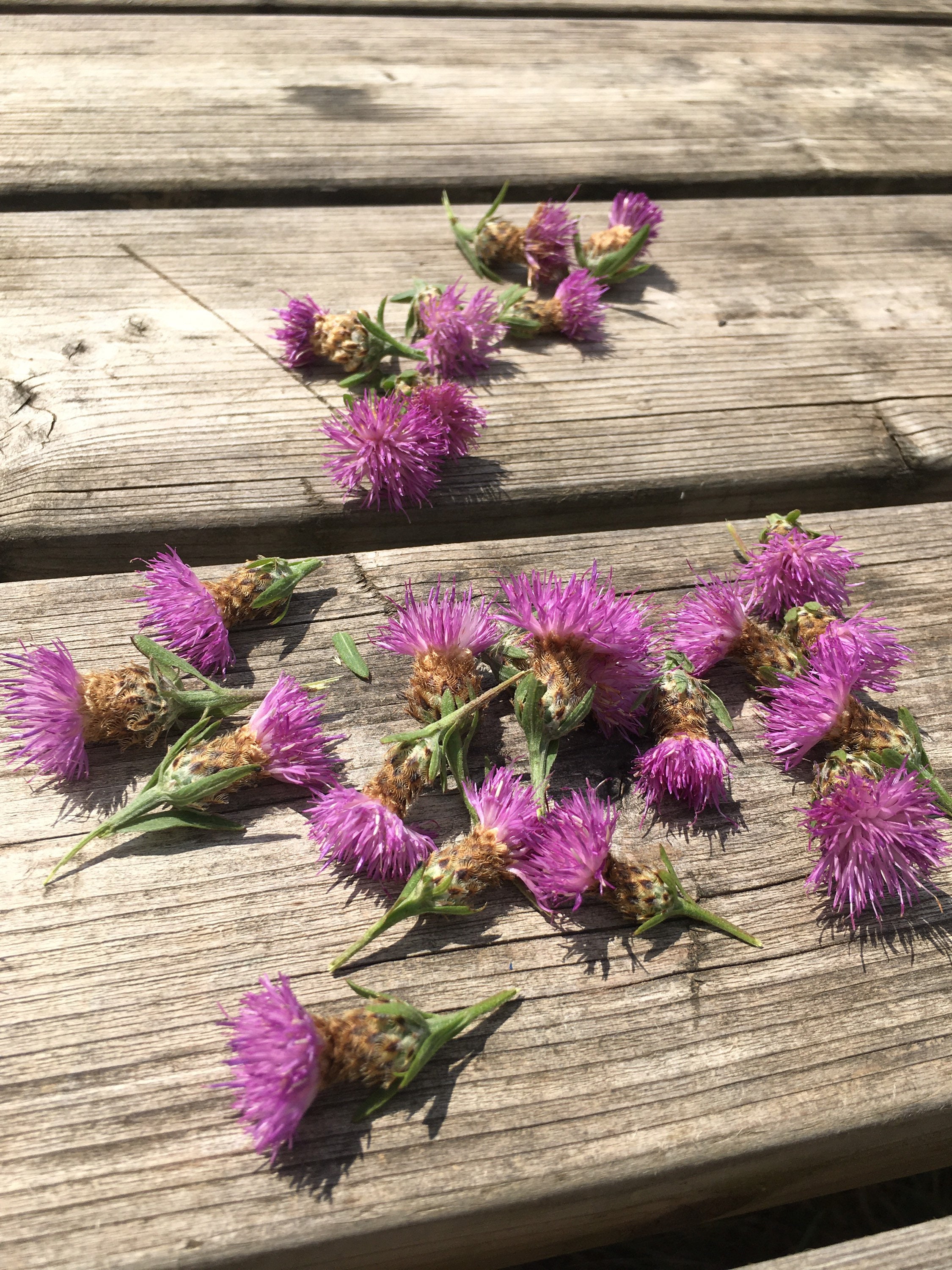 Essence de Fleur Lnapée