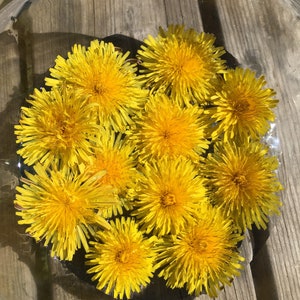 Löwenzahn Blüten Essenz
