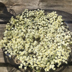 Holunderblütenblüten-Essenz