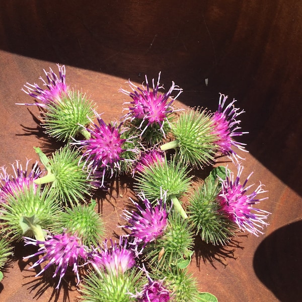 Burdock Flower Essence