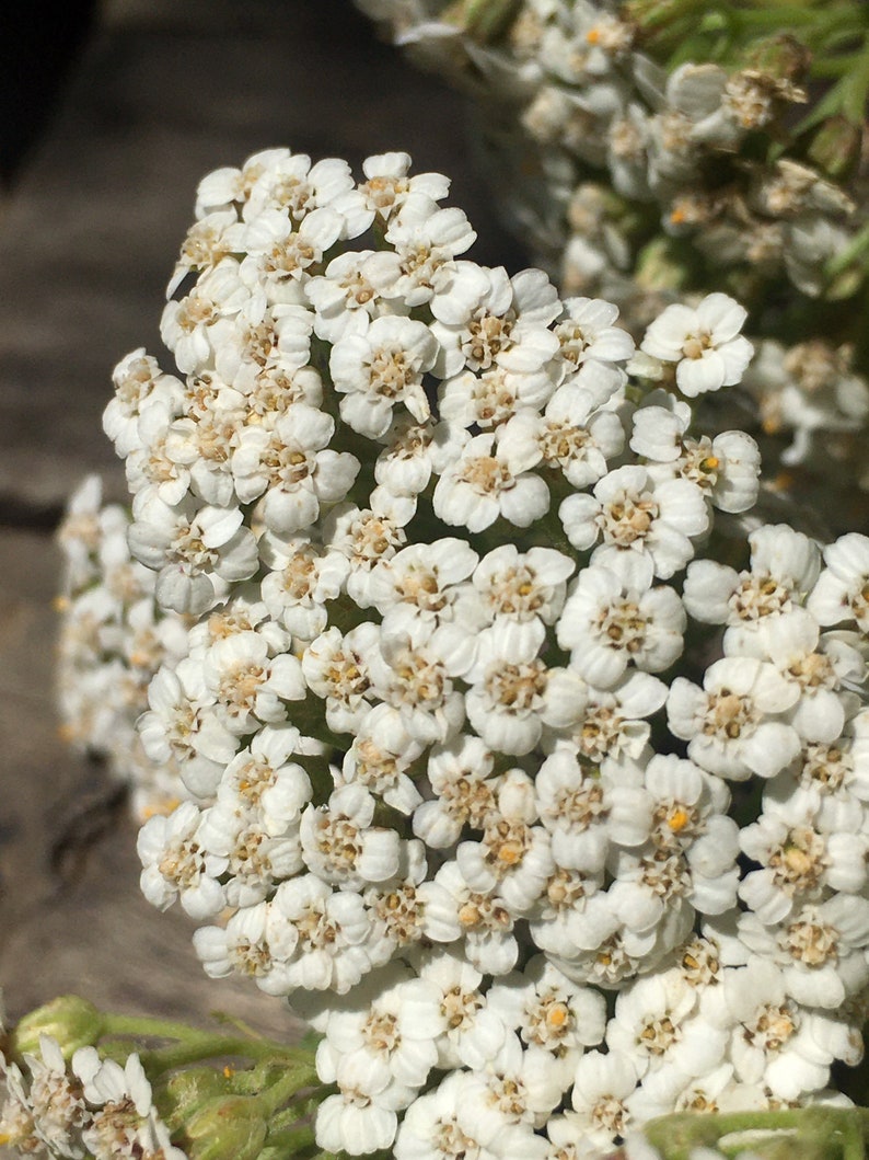 Yarrow Flower Essence Etsy