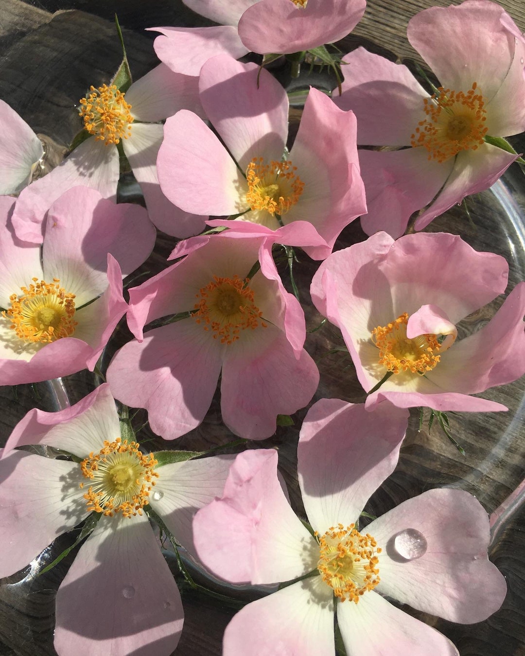 Wild Rose Flower Essence Etsy