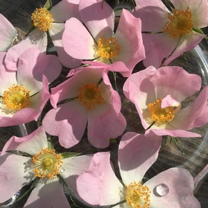 Esencia de flor de rosa silvestre