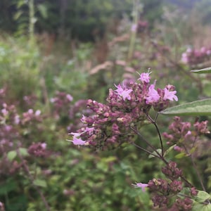 Wilder Majoran Blüten Essenz.