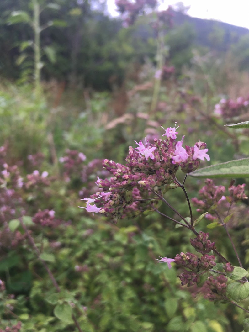 Wild Marjoram Flower Essence. Etsy