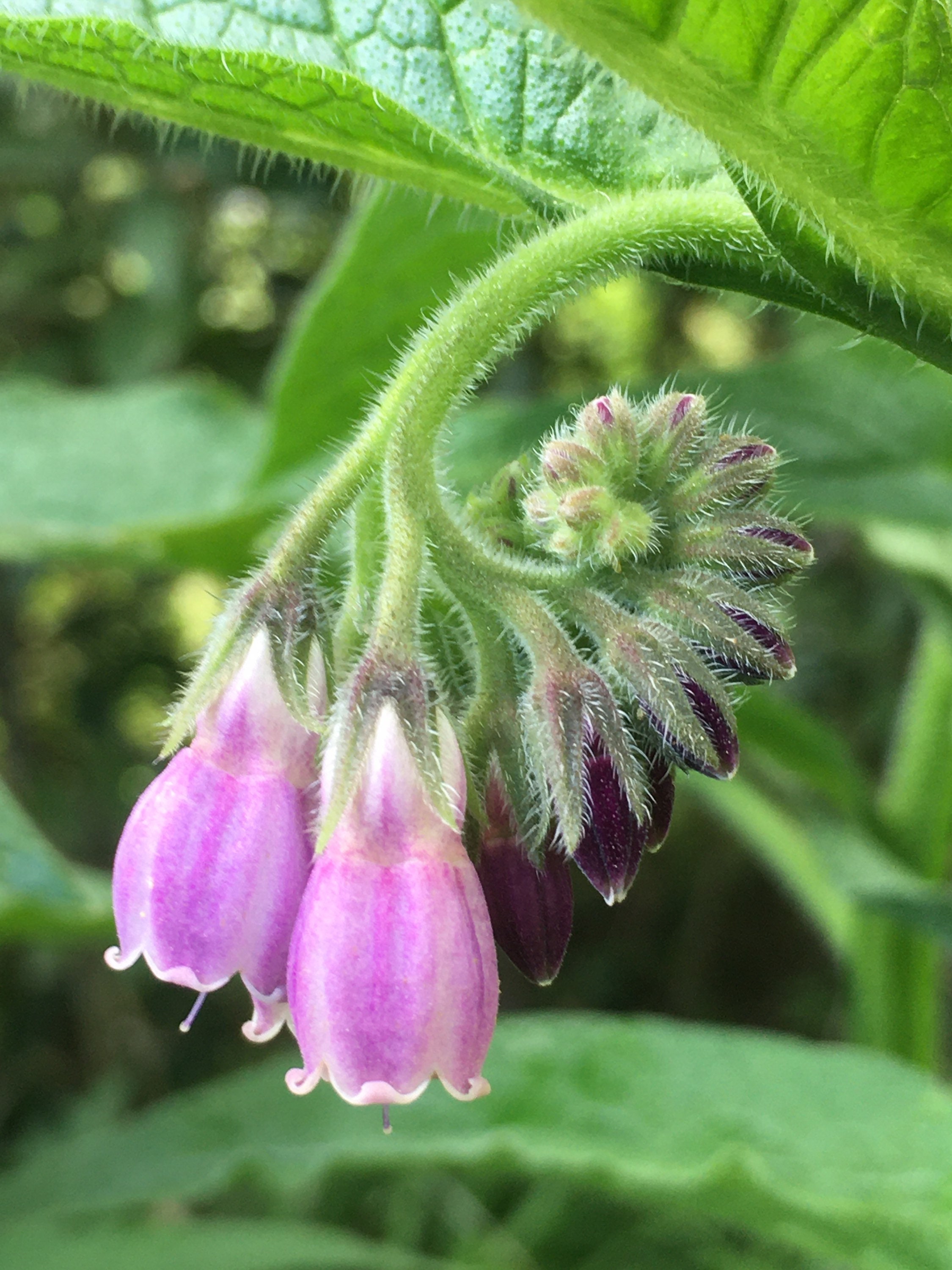 Essence de Fleur Consoude
