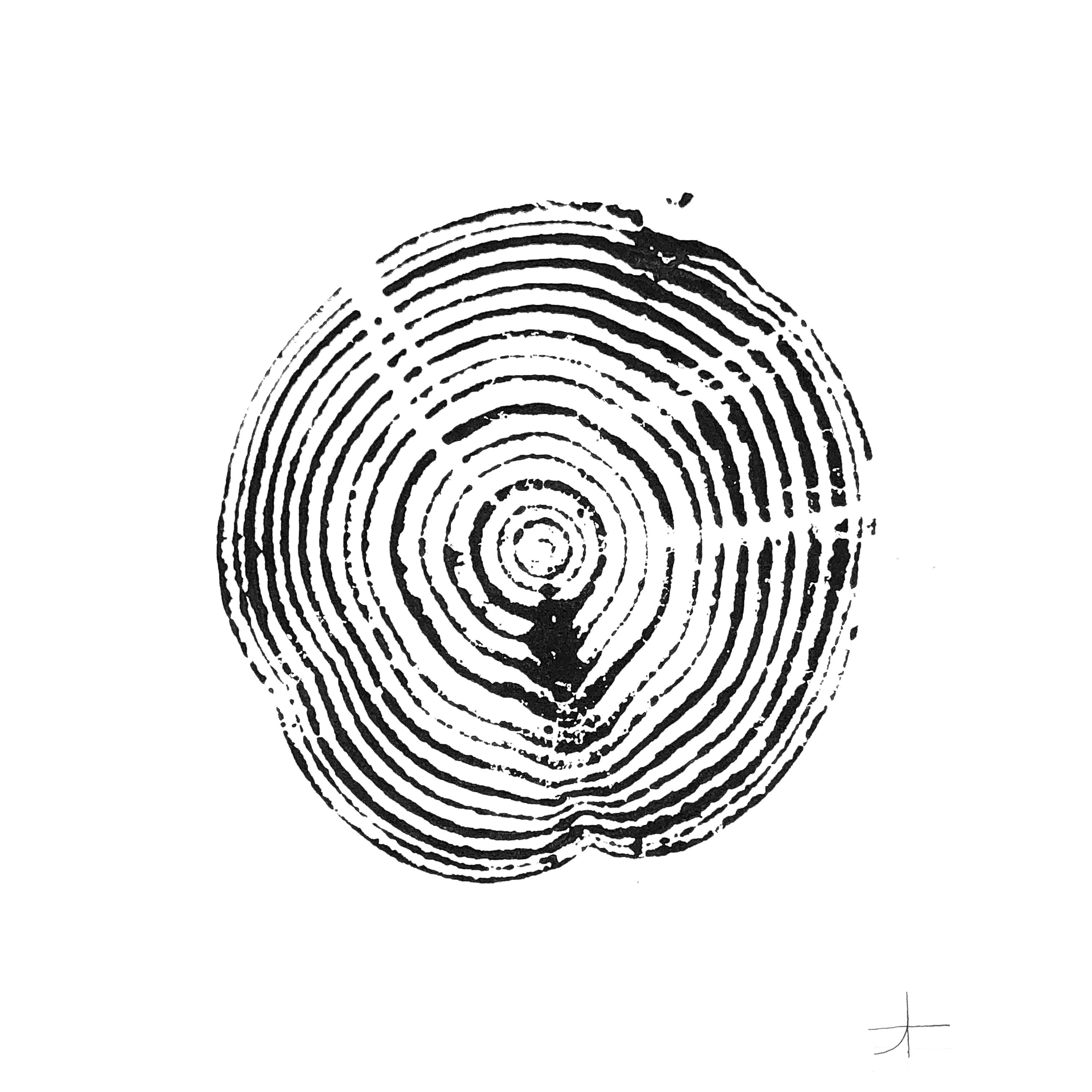 Sapin de Douglas. 16 Ans || Impression d'art