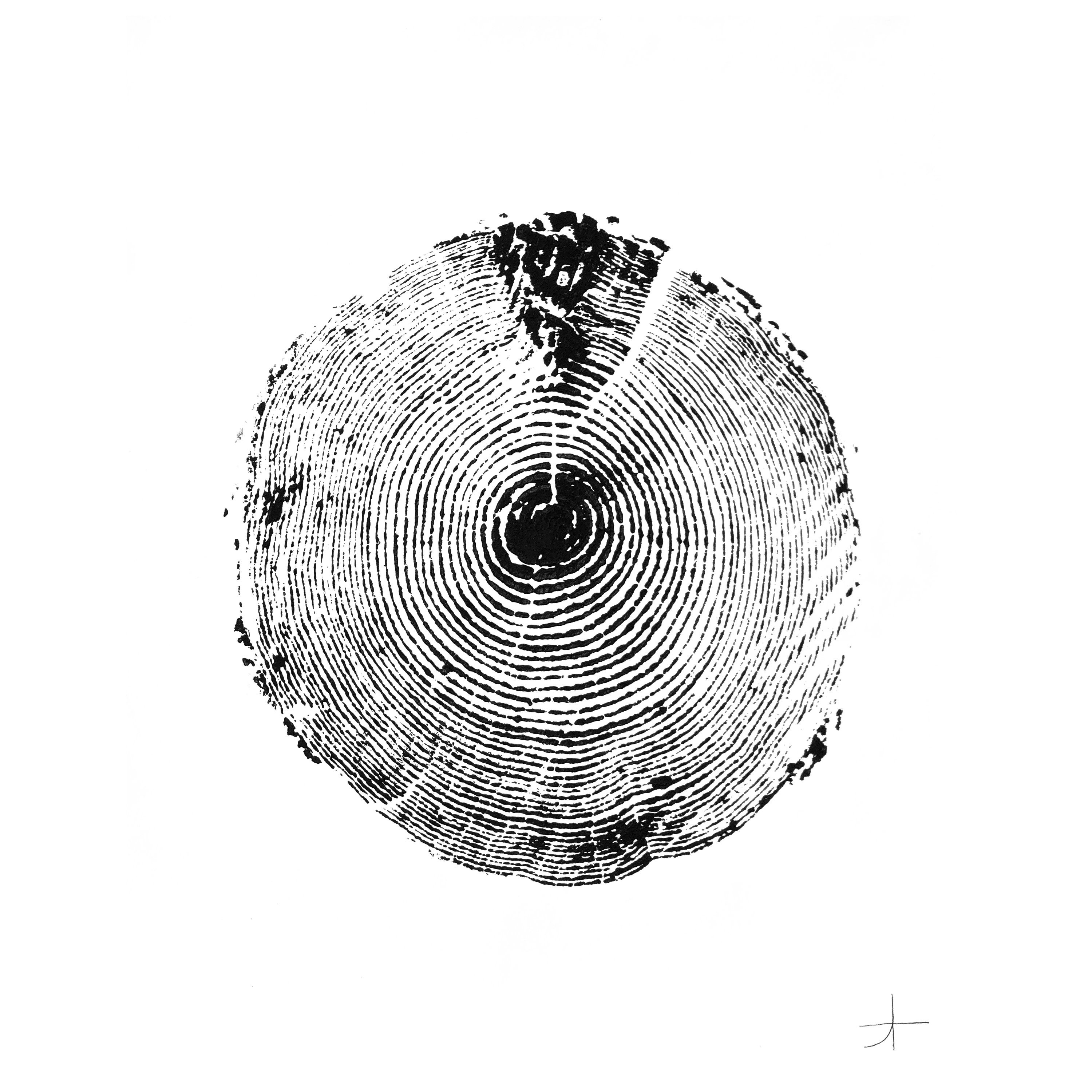 Sapin de Douglas. 40 Ans || Impression d'art