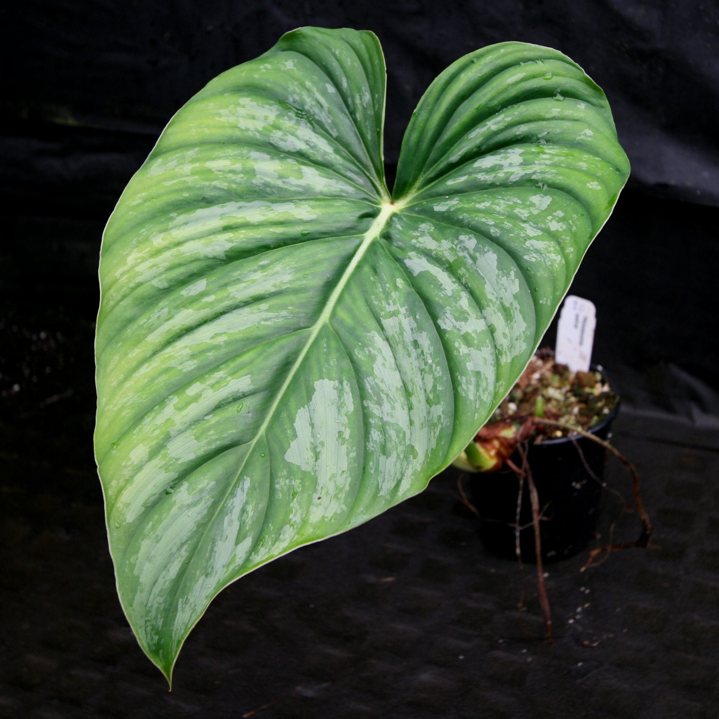 nemorosa plant Caradonna' Salvia main image 1