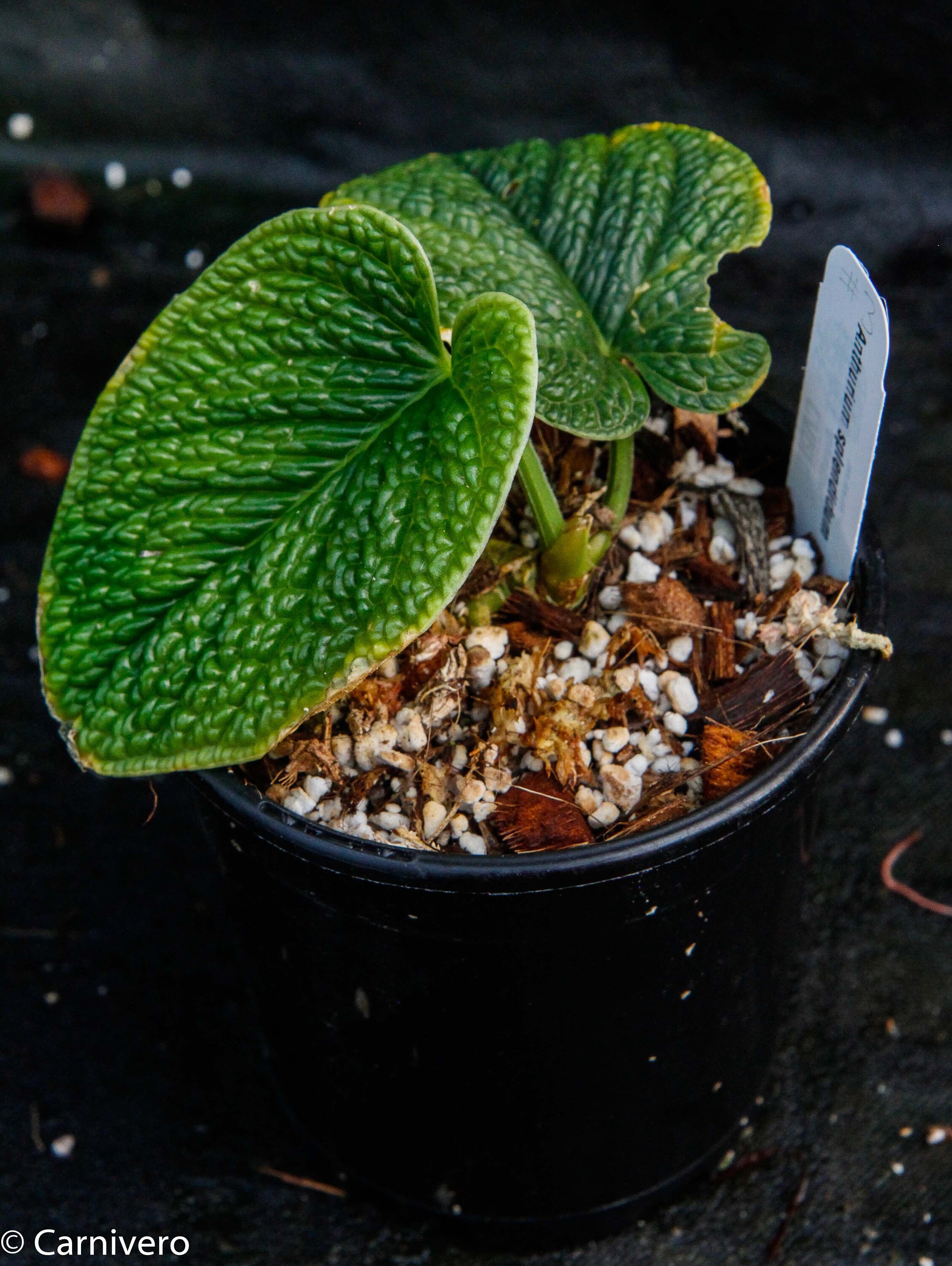Anthurium Splendidum - Etsy