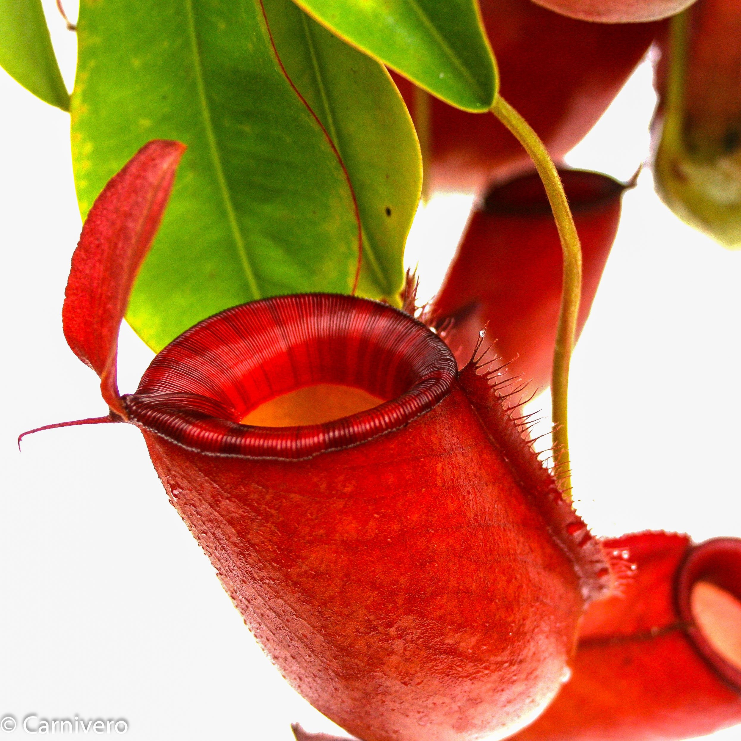 Nepenthes 'Diana' with potting kit, Tropical Pitcher Plant