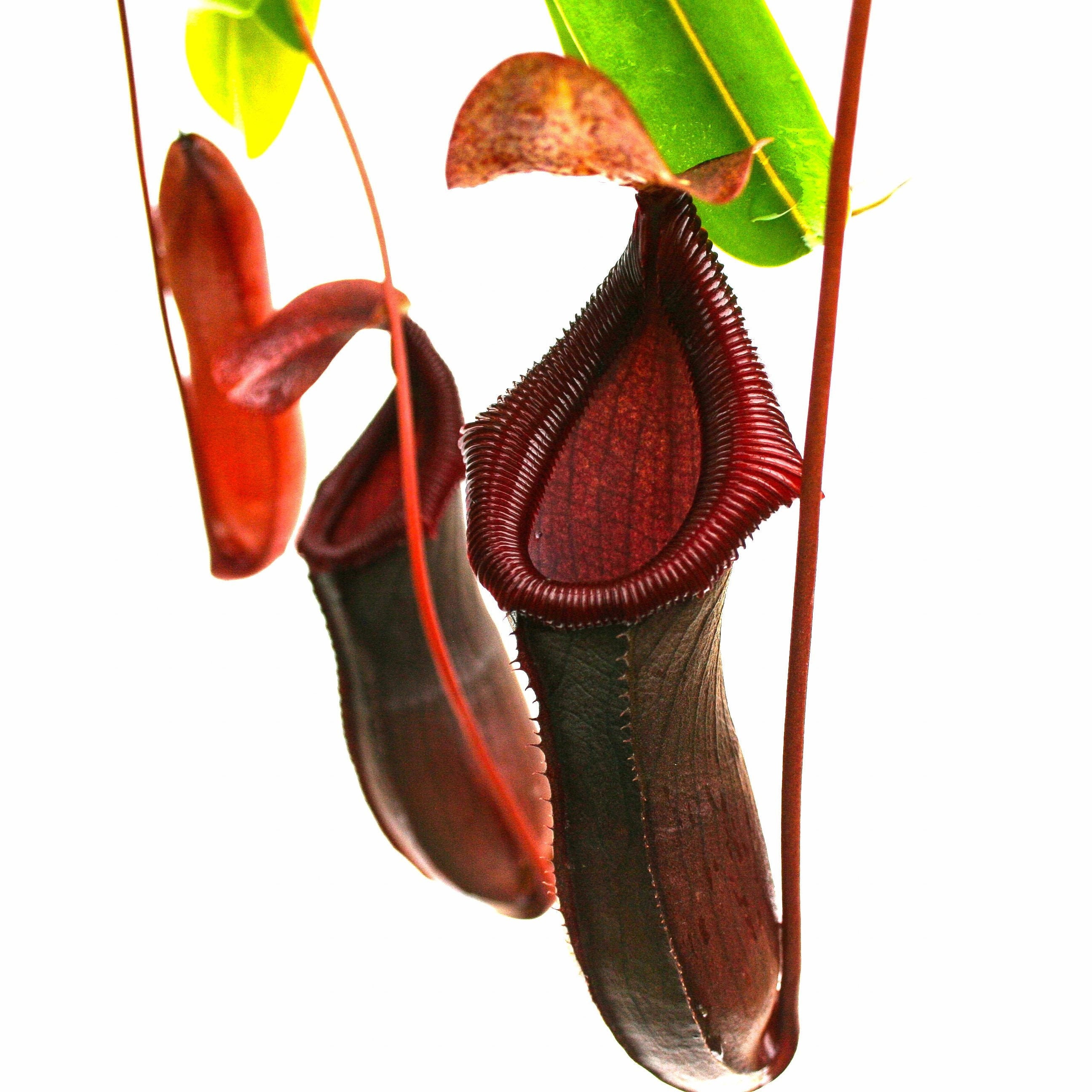Nepenthes Bill Bailey - Tropical Pitcher Plant