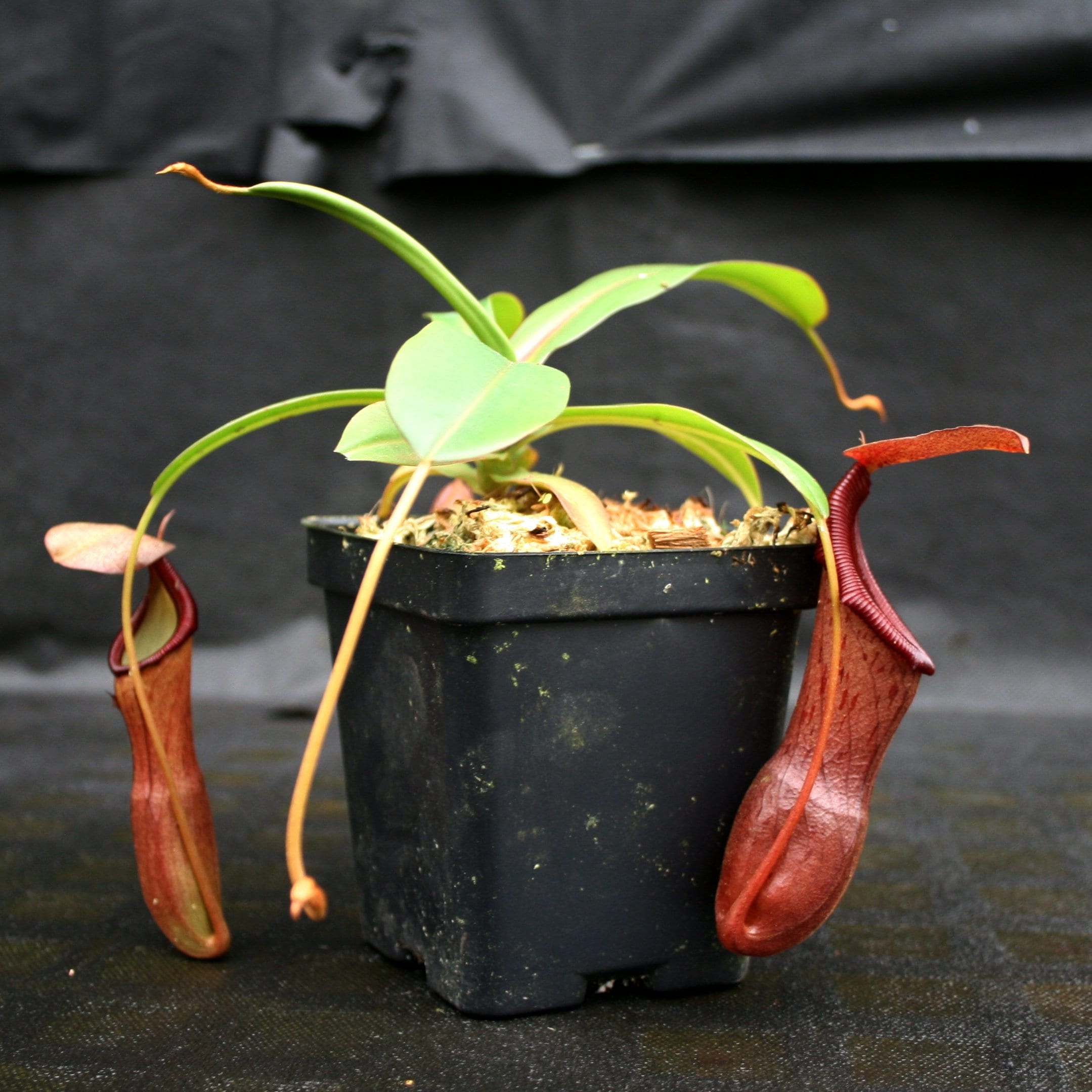 * Nepenthes Ramispina 50 Samen#HOT Sehr seltene Highland Kannenpflanze 